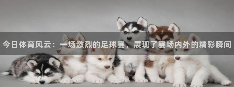 今日体育风云：一场激烈的足球赛，展现了赛场内外的精彩瞬间