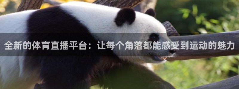 全新的体育直播平台：让每个角落都能感受到运动的魅力