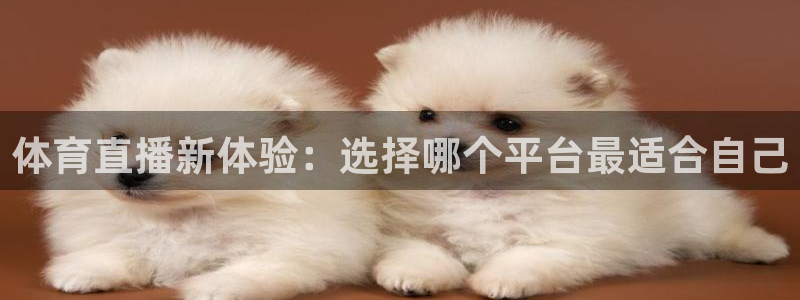 体育直播新体验：选择哪个平台最适合自己