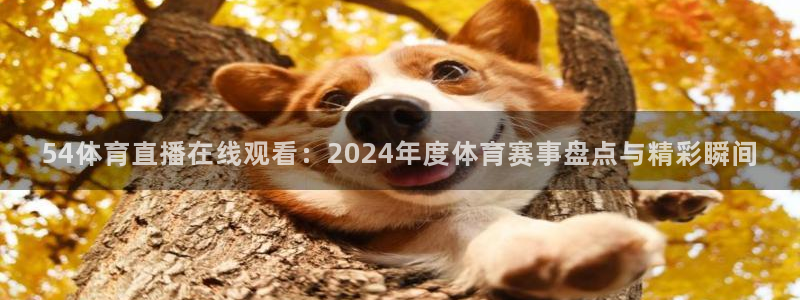 54体育直播在线观看：2024年度体育赛事盘点与精彩瞬间