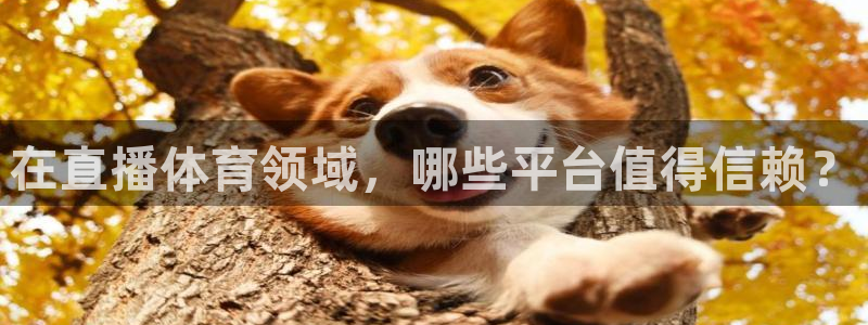 在直播体育领域，哪些平台值得信赖？
