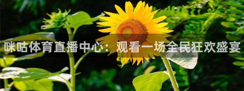 咪咕体育直播中心：观看一场全民狂欢盛宴