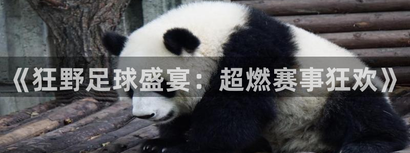 《狂野足球盛宴：超燃赛事狂欢》